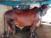 গৃহপালিত দেশি গরু - Desi Cow [Cattle]